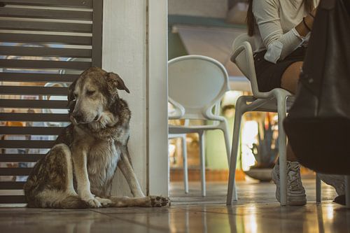Un chien sur une terrasse espère une morsure - Un aperçu irrésistible de l'extérieur ensoleillé
