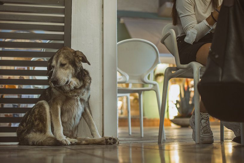 Un chien sur une terrasse espère une morsure - Un aperçu irrésistible de l'extérieur ensoleillé par Elianne van Turennout
