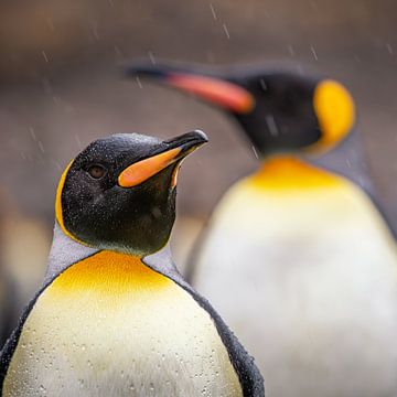 Königspinguine auf Südgeorgien von Ron van der Stappen