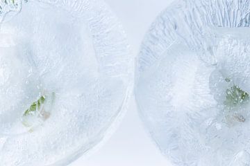 Witte kruidnagels in ijs 3 van Marc Heiligenstein
