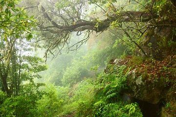Mist in het bos van Michel van Kooten