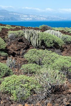 Cactussen in Malpaís de Güímar op Tenerife van Karin de Jonge