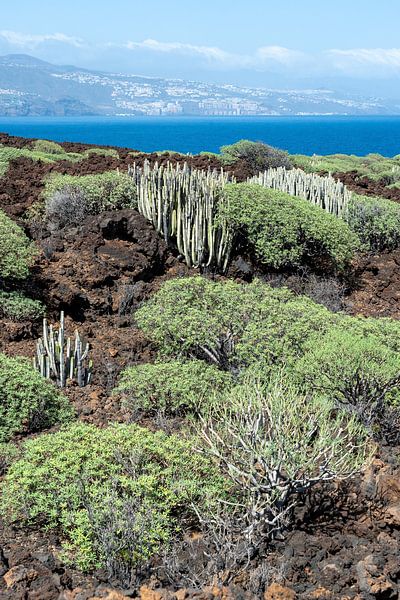 Cacti in Malpaís de Güímar on Tenerife by Karin de Jonge