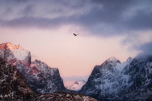 Rosa Winterlicht auf den Lofoten