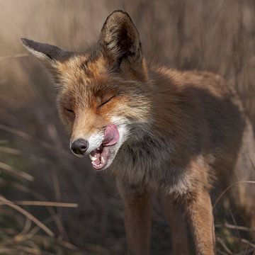 Fuchs in den Dünen von Südholland von Jolanda Aalbers