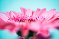 Roze gerbera
