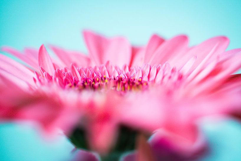 Pink gerbera by studio photoflash