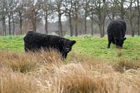 two cows in nature