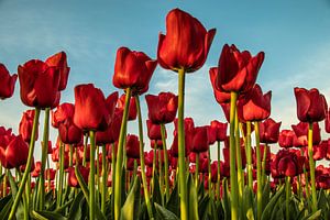 Champ de tulipes hollandaises. sur Anjo ten Kate