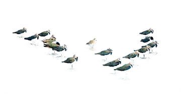 Omsingeld! van Danny Slijfer Natuurfotografie