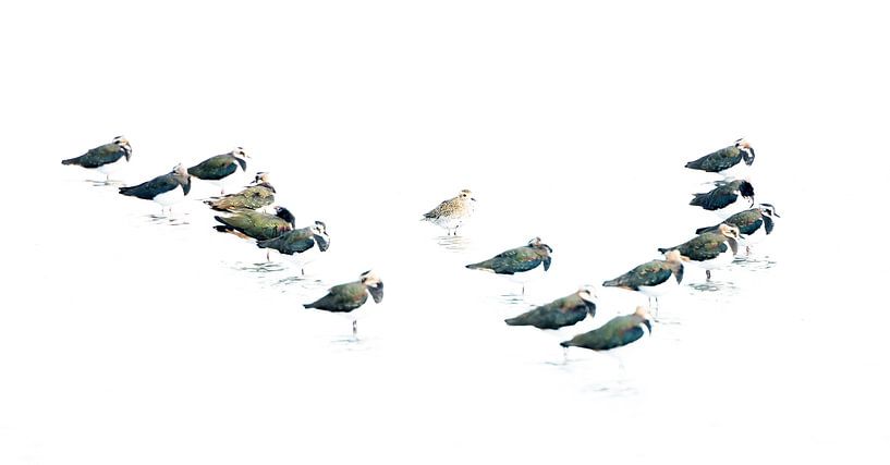 Surrounded! by Danny Slijfer Natuurfotografie