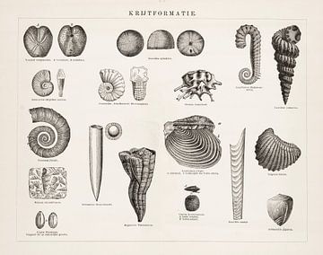 Antique print showing finds from the chalk formation by Studio Wunderkammer