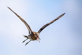 Barge à queue noire sur Linda Raaphorst