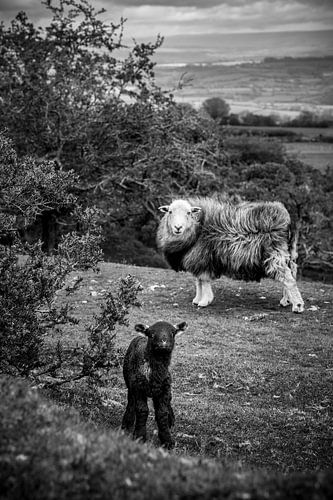 Het kleine zwarte lammetje