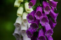 Foxglove Closeup