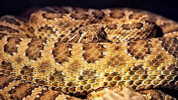 Le serpent à sonnettes