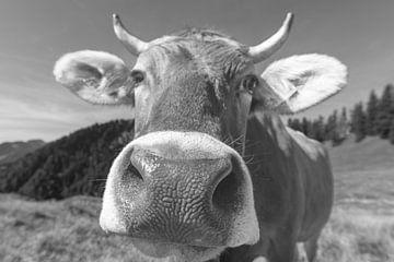 Het gezicht van de Allgäu van Walter G. Allgöwer
