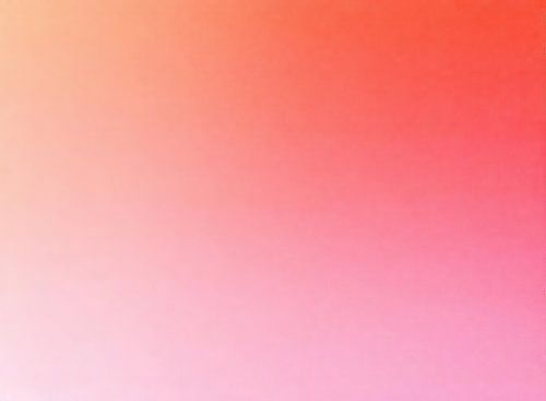 Rose Orange | Rose Orange