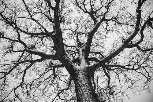 kale takken van eik met sneeuw tegen witte lucht, Holland