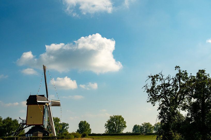 Zeldenrust by Michael van Eijk