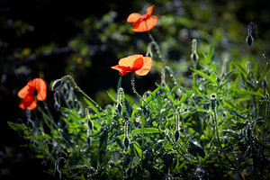 Mohnblumen mit Regentropfen in der Sonne