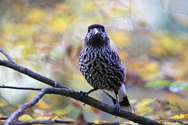 Noctule commune, Noctule eurasienne (Nucifraga caryocatactes) sur Frank Fichtmüller