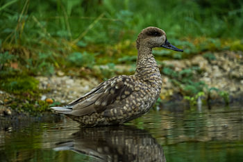 duck standing in the water