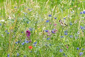 Goldfinch in colourful wildflower field.