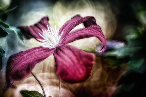 Mysterious clematis