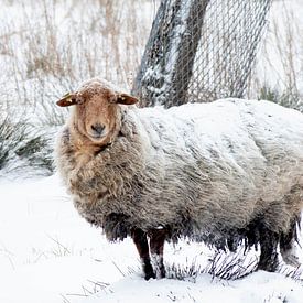 Schafe im Schnee von Eline Molier