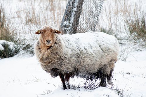 Des moutons dans la neige