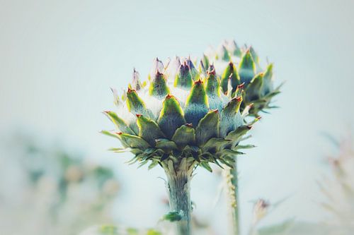 Artichokes
