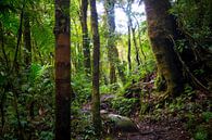 Groene jungle in Panama van Michiel Dros thumbnail