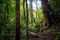 Green jungle in Panama