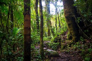 Groene jungle in Panama