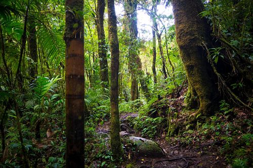 Groene jungle in Panama