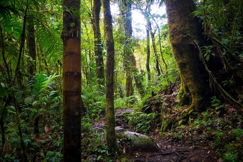 Groene jungle in Panama van Michiel Dros