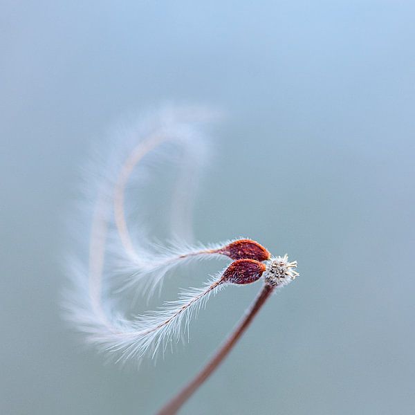 Promise of life by Maria Ismanah Schulze-Vorberg