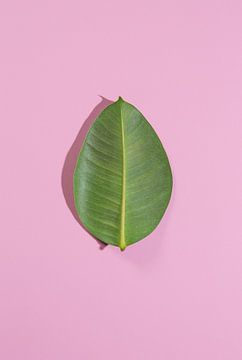 Minimalistic Leaf