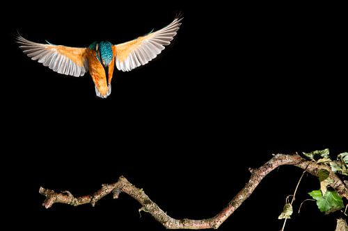 Eisvogel, der im Wurf fotografiert wurde.
