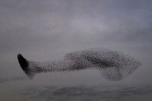 Murmure d'étourneaux au coucher du soleil en fin de journée sur Sjoerd van der Wal Photographie