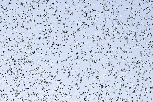 Flock of bramblings by Jiri Viehmann