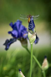 Dragonfly van Linda Lu
