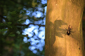 Lunatier mâle sur l'écorce d'un chêne dans une forêt de feuillus, Bade-Wurtemberg, Allemagne sur Frank Fichtmüller