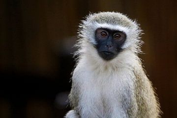 Vervet aap in Zuid-Afrika van Weg van het Noorden