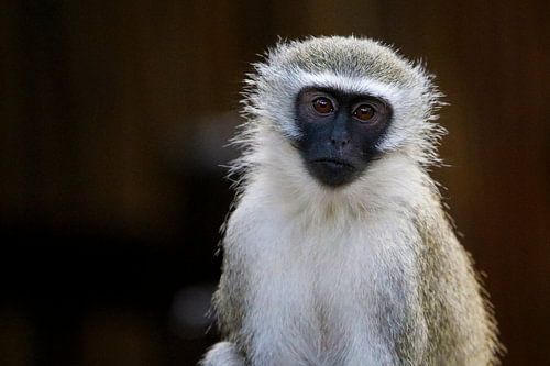 Vervet monkey in South Africa
