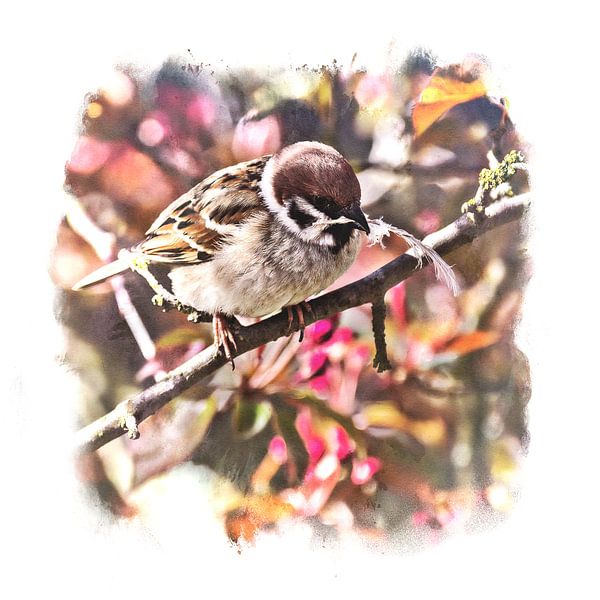 A field sparrow collects nesting material by ManfredFotos