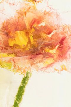 Gevederde tulp in ijs 2 van Marc Heiligenstein