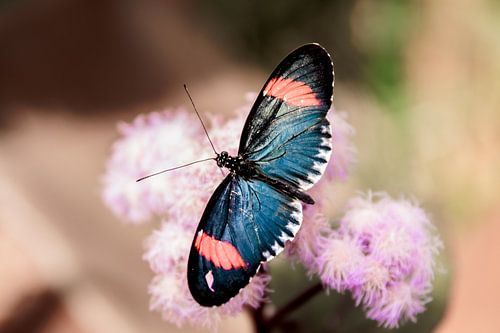 Dance of nature