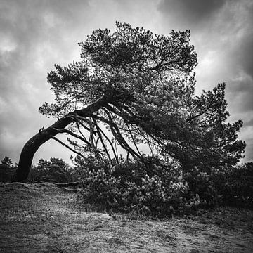 Arbre plié par le vent sur Erwin Pilon